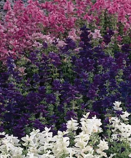 Clary Sage Tricolor Mix Seeds, Use Fresh or Dried, Deep Colors. Attracts Pollinators. - image 4