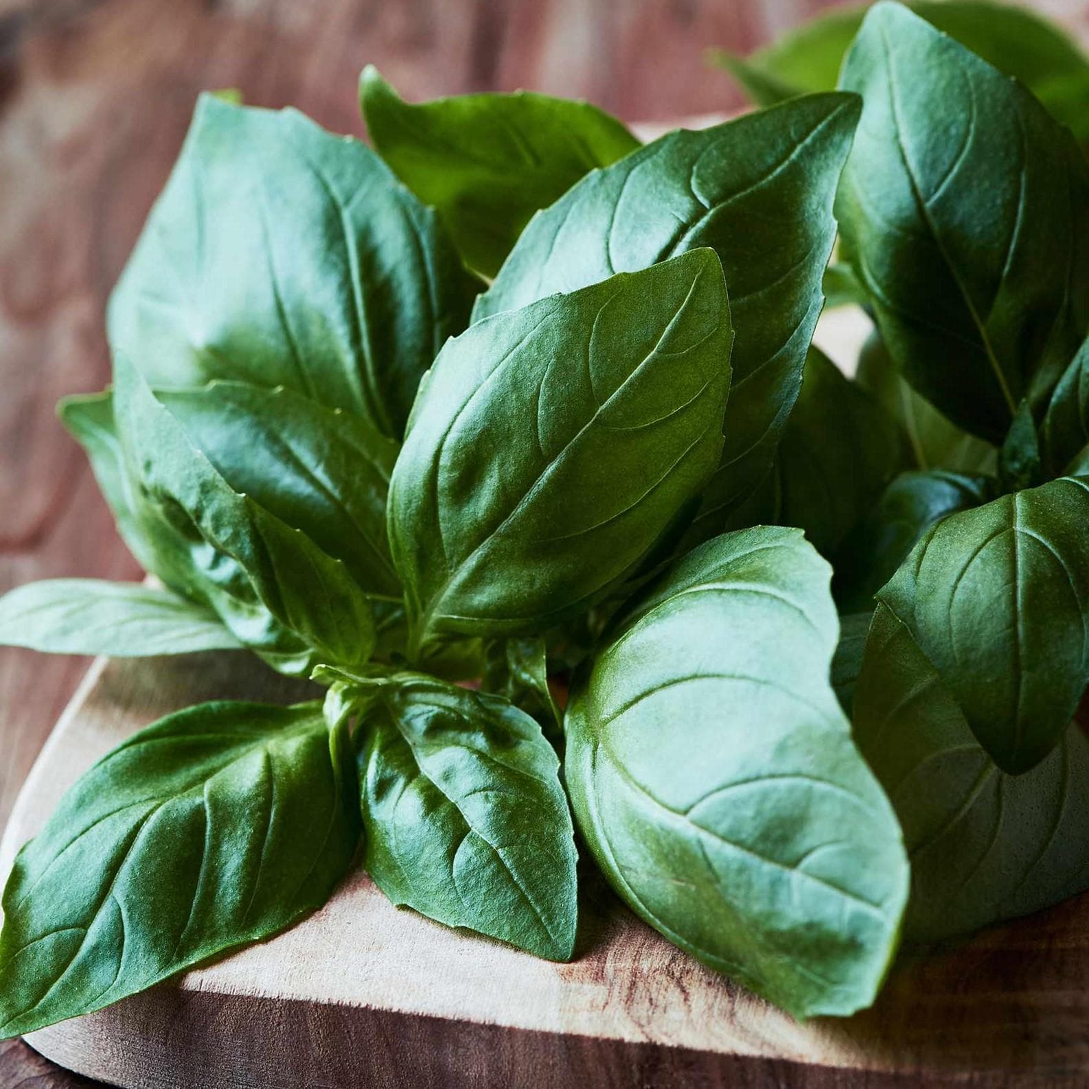 Italian Large Leaf Basil, 100 seeds, heirloom culinary herb, attracts pollinators. - image 3