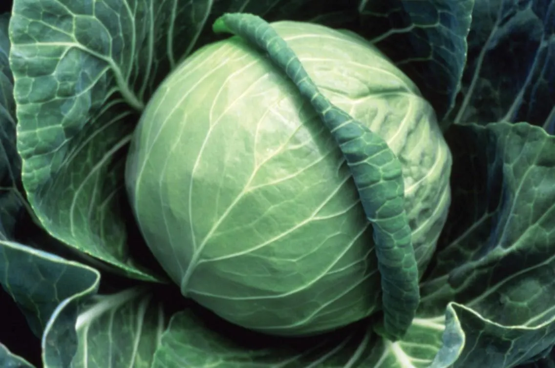 Fast Vantage Cabbage, 25 Seeds, Hybrid, Early Season, Early Maturing Heads - image 3