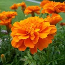 Durango Orange Marigold, 25 seeds. Dwarf French Marigold. Attracts pollinators. - image 5