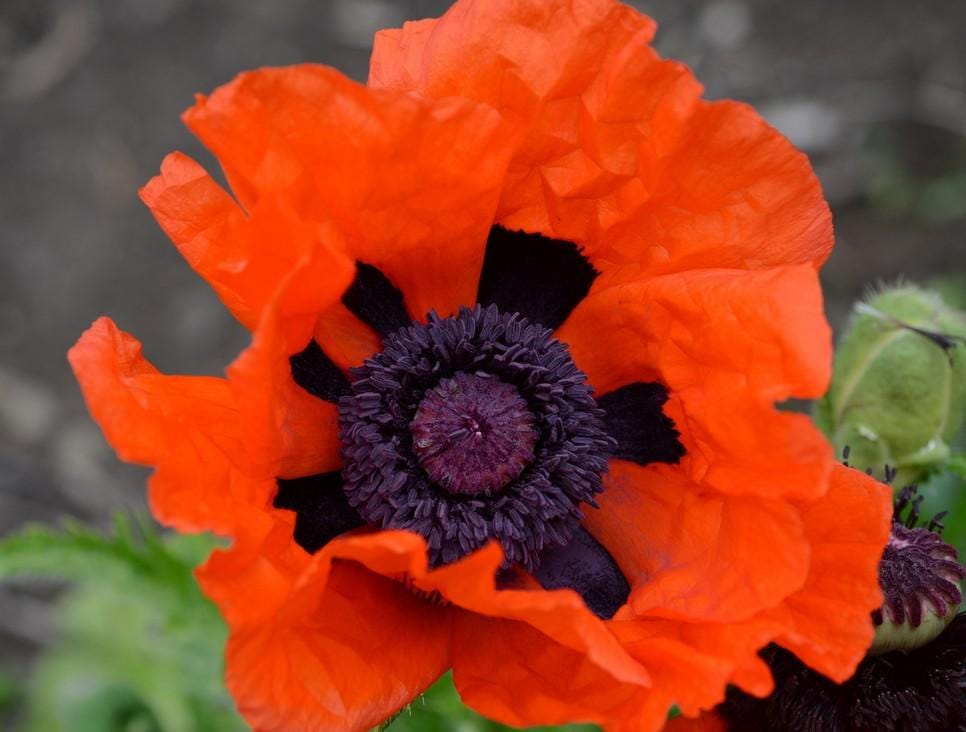 Prince of Orange Poppy, 25 seeds, bright orange perennial, attracts pollinators. - image 4