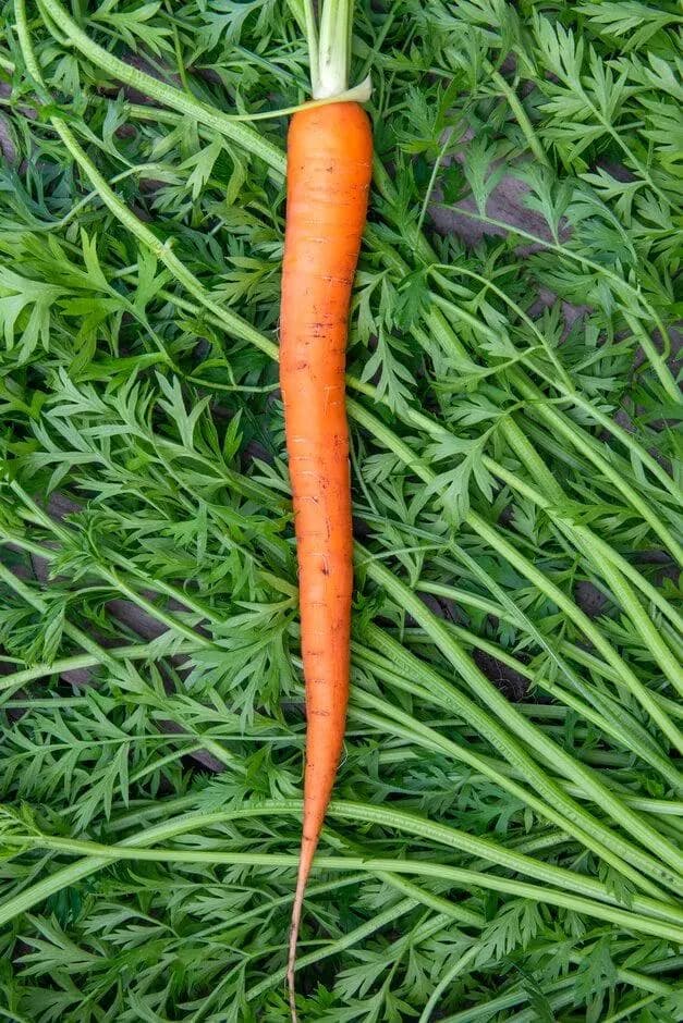Sugarsnax Carrot, 100 seeds, Daucas carota, sweet orange vegetable. VC102 - image 4