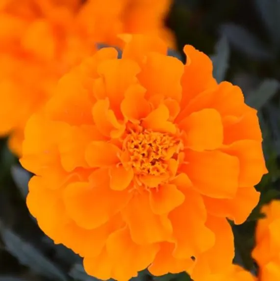 Durango Orange Marigold, 25 seeds. Dwarf French Marigold. Attracts pollinators. - image 3
