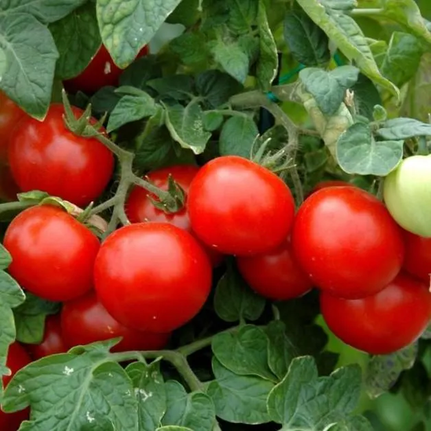 Husky Cherry Red Tomato, 25 Seeds, High-Yield Dwarf Hybrid, Super Sweet Fruit. - image 3