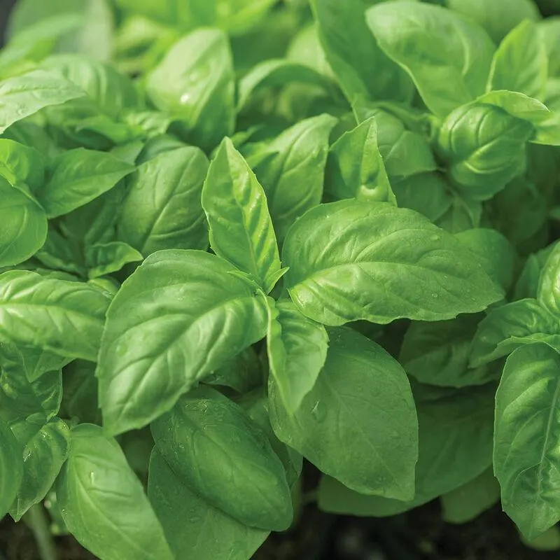 Italian Large Leaf Basil, 100 seeds, heirloom culinary herb, attracts pollinators. - image 4
