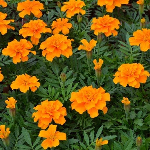 Durango Orange Marigold, 25 seeds. Dwarf French Marigold. Attracts pollinators. - image 4