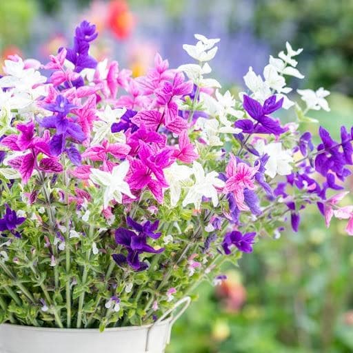 Clary Sage Tricolor Mix Seeds, Use Fresh or Dried, Deep Colors. Attracts Pollinators. - image 3