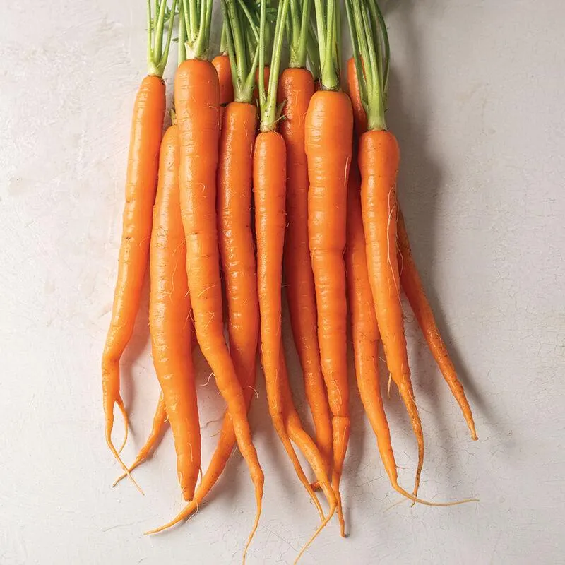 Sugarsnax Carrot, 100 seeds, Daucas carota, sweet orange vegetable. VC102 - image 3