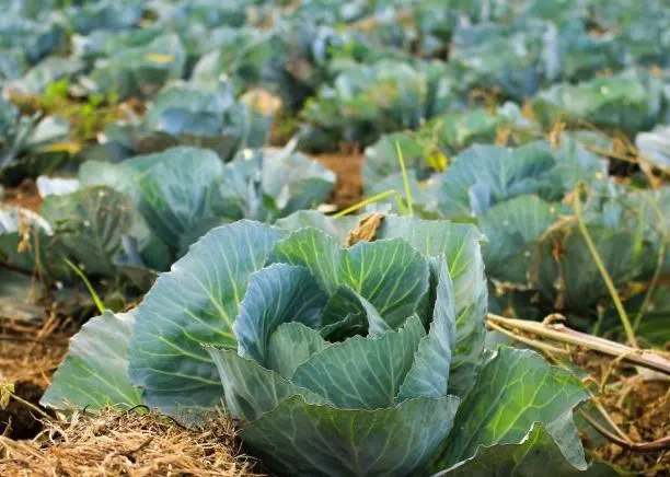 Fast Vantage Cabbage, 25 Seeds, Hybrid, Early Season, Early Maturing Heads - image 4