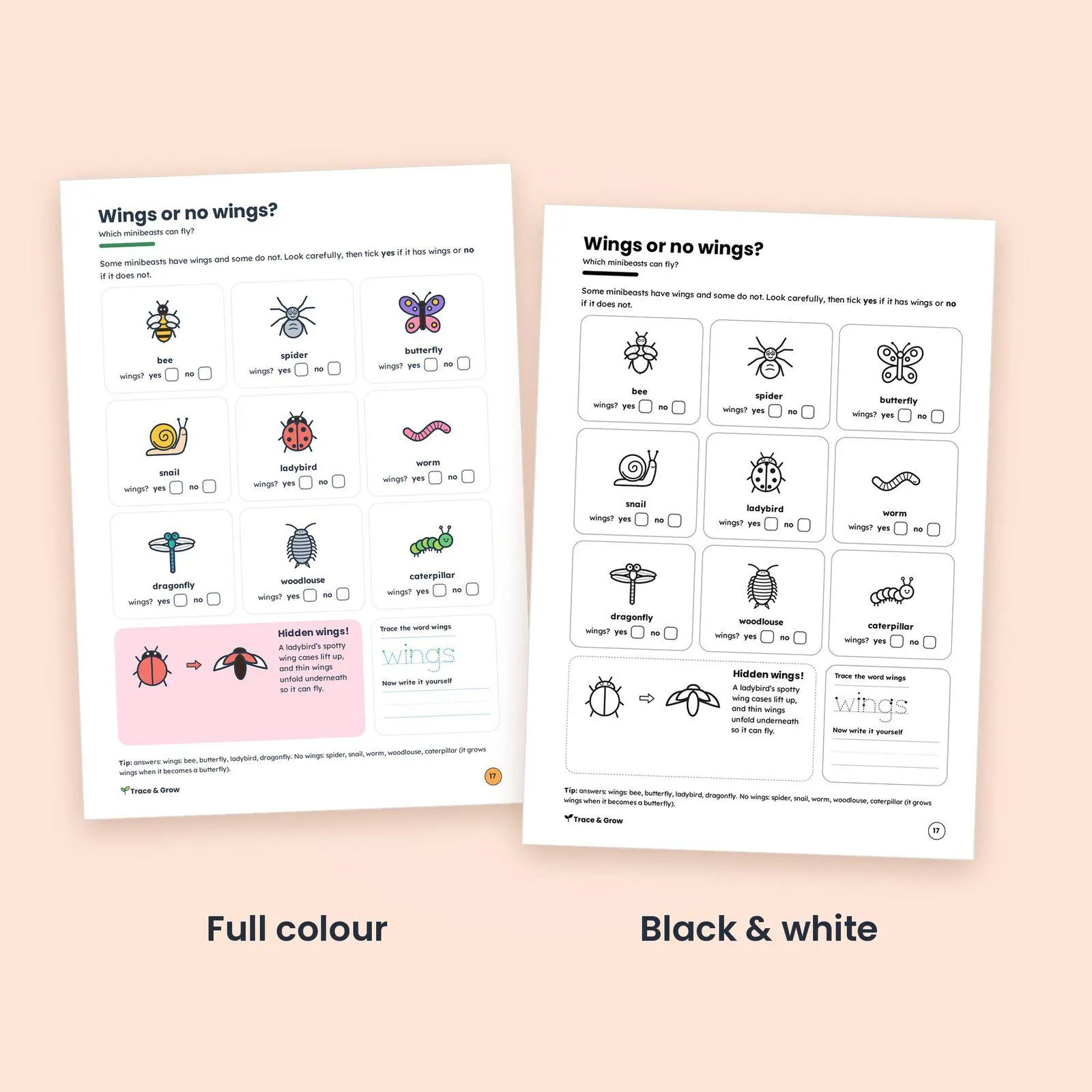 Bug Worksheets for Kids Printable: inside pages