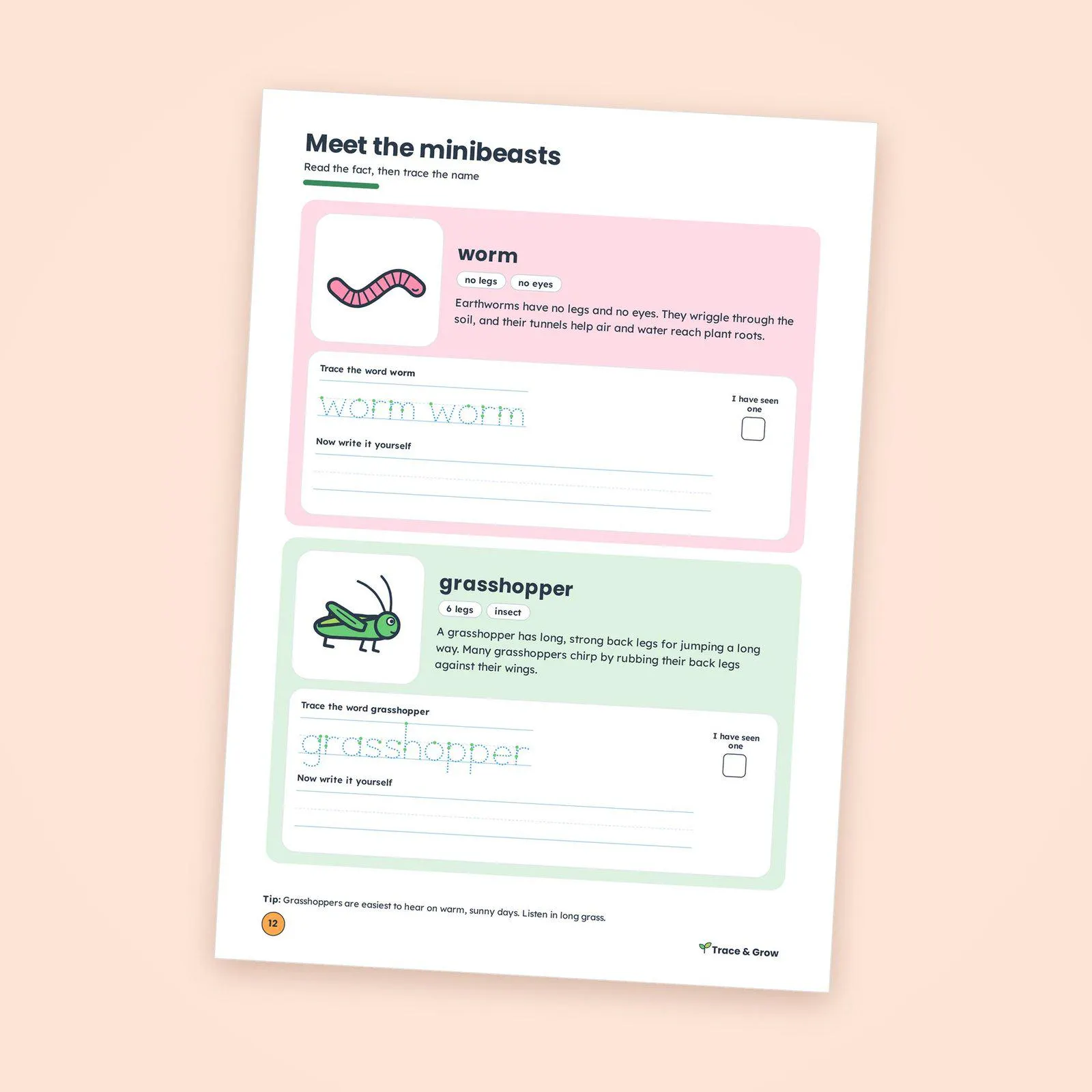 Bug Worksheets for Kids Printable: inside pages