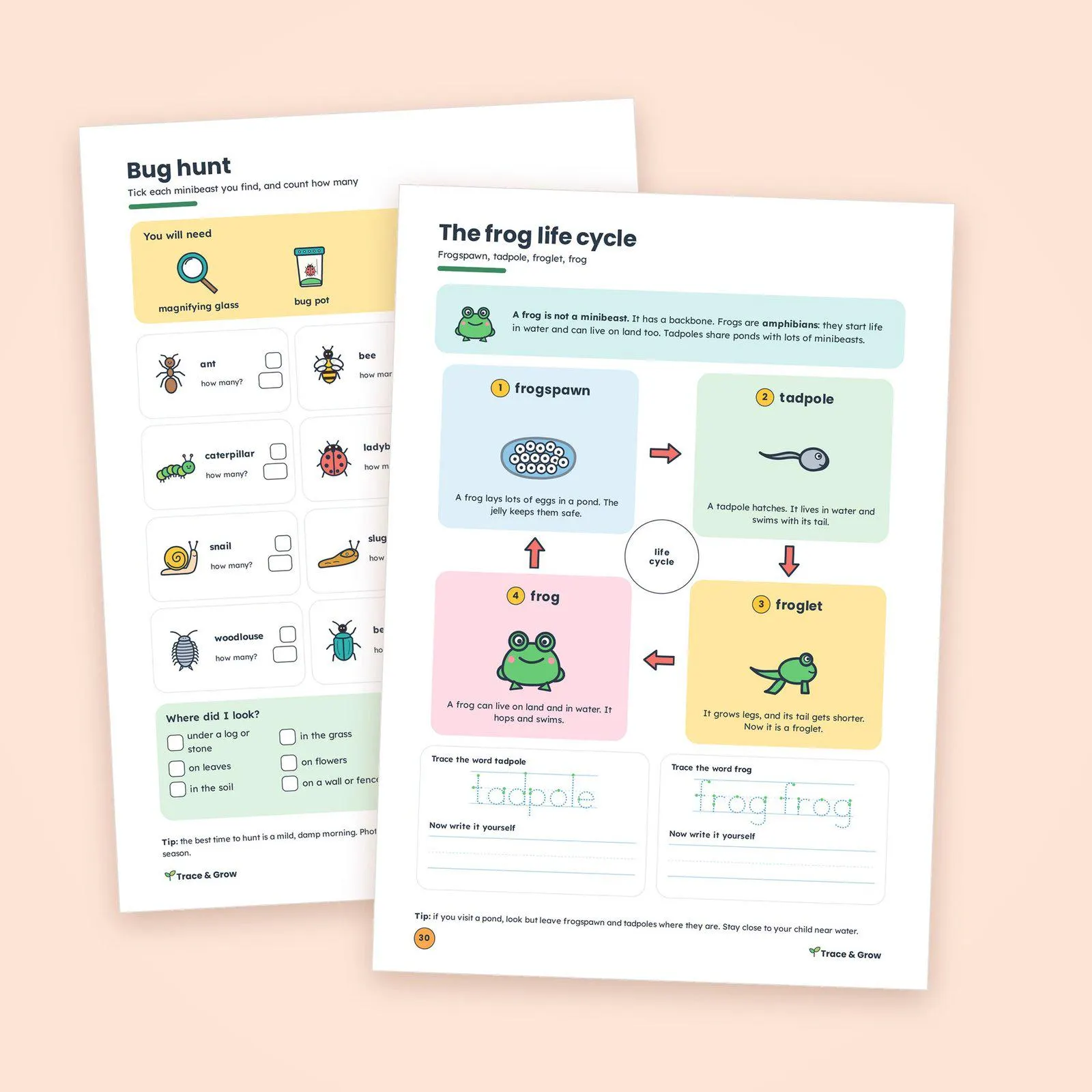 Bug Worksheets for Kids Printable: inside pages