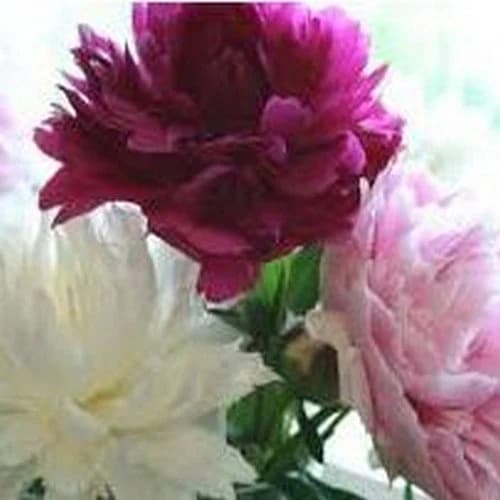 Peony Antique Shades Flower Seeds (Papaver Paeoniflorum) 100+Seeds - image 3