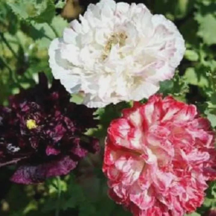 Peony Antique Shades Flower Seeds (Papaver Paeoniflorum) 100+Seeds