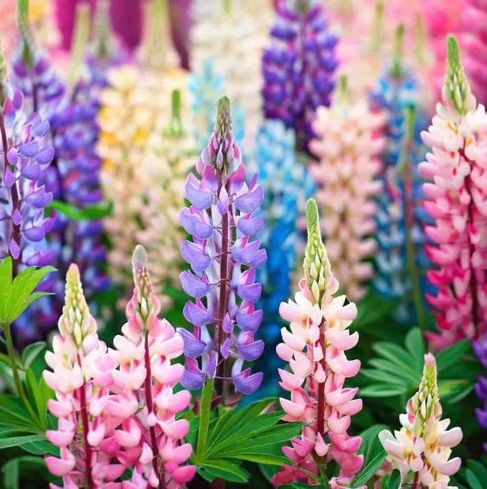 Lupine Russel Mix Flower Seeds (Lupinus Polyphyllus) 50+Seeds