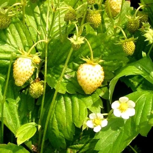 Wild Strawberry White Soul Seeds (Fragaria Vesca) 100+Seeds - image 3