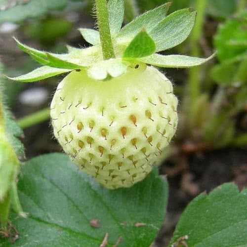 Wild Strawberry White Soul Seeds (Fragaria Vesca) 100+Seeds - image 4