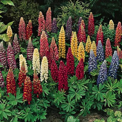 Lupine Russel Mix Flower Seeds (Lupinus Polyphyllus) 50+Seeds - image 2
