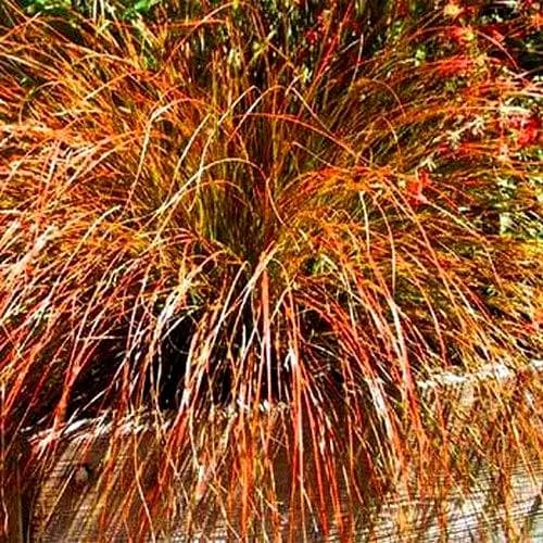 Carex Prairie Fire Ornamental Grass Seeds (Carex testacea) 25+Seeds - image 2