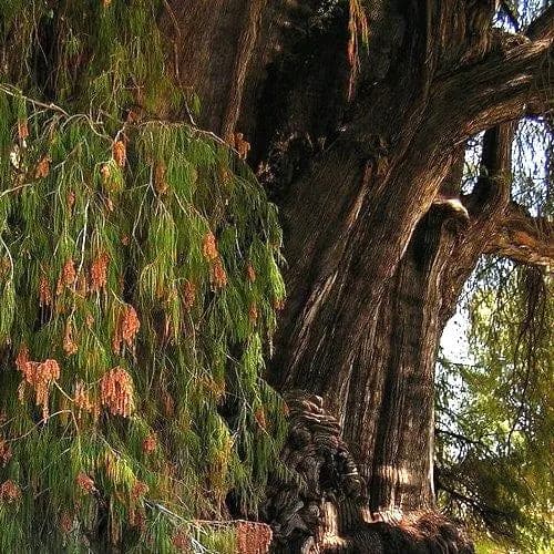 Montezuma Bald Cypress Tree Seeds (Taxodium huegelii) 20+Seeds - image 4