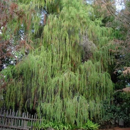 Montezuma Bald Cypress Tree Seeds (Taxodium huegelii) 20+Seeds - image 3