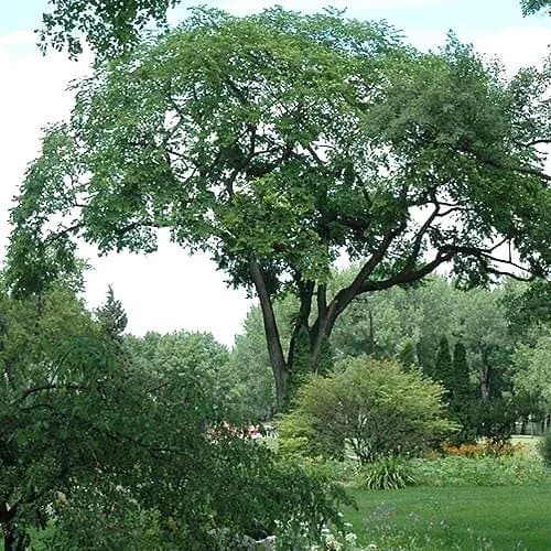 American Elm Tree Seeds (Ulmus americana) 30+Seeds - image 2