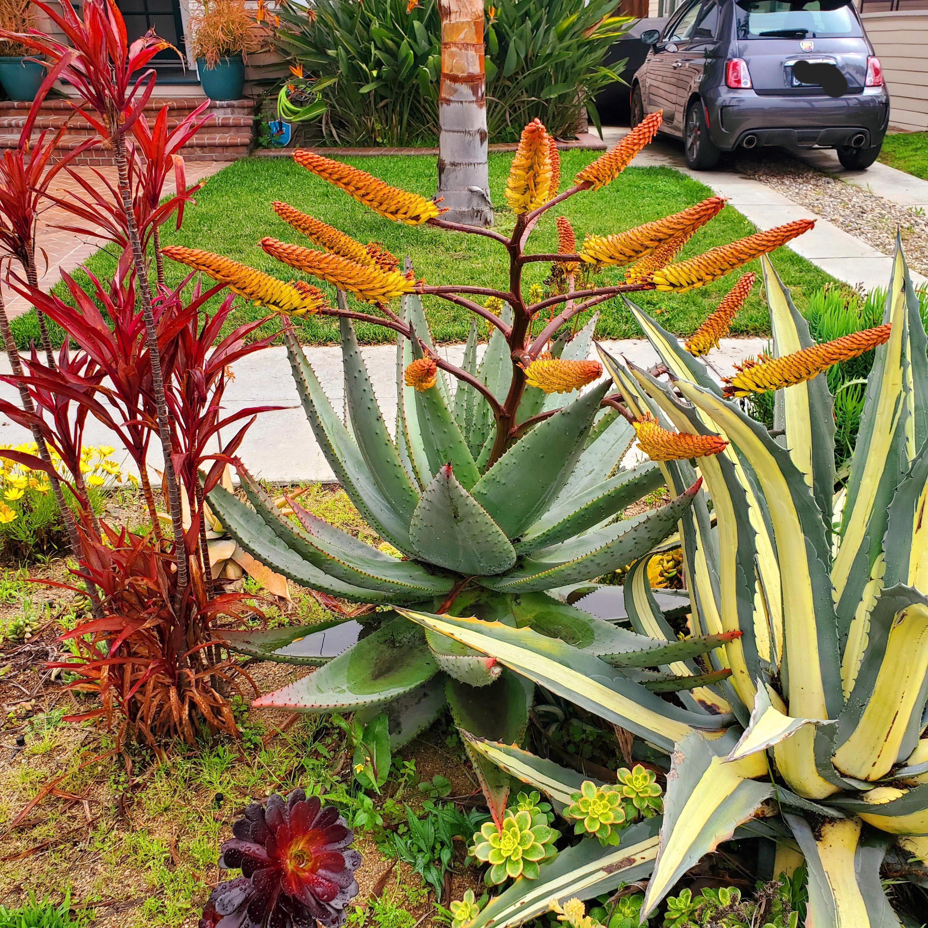 Mountain Aloe Succulent Seeds (Aloe marlothii ) 20+Seeds