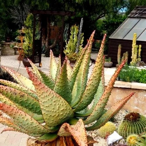 Mountain Aloe Succulent Seeds (Aloe marlothii ) 20+Seeds - image 2