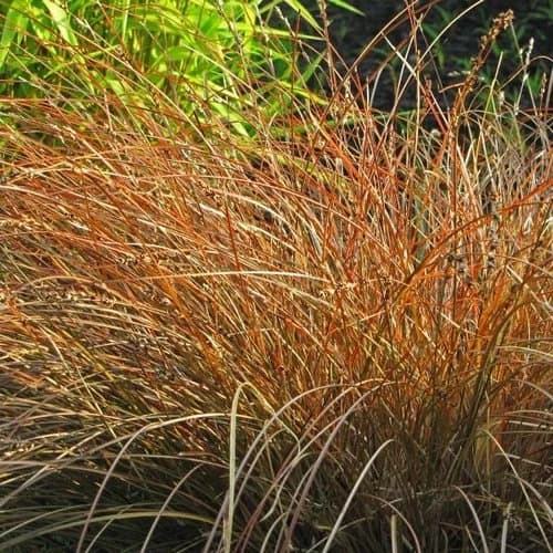 Carex Prairie Fire Ornamental Grass Seeds (Carex testacea) 25+Seeds - image 3
