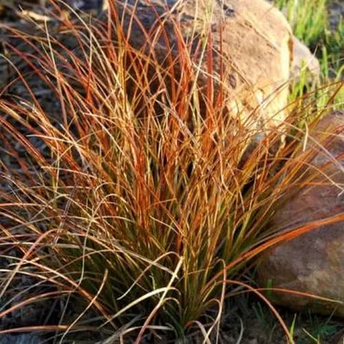 Carex Prairie Fire Ornamental Grass Seeds (Carex testacea) 25+Seeds - image 4