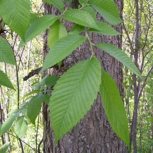 American Elm Tree Seeds (Ulmus americana) 30+Seeds - image 3
