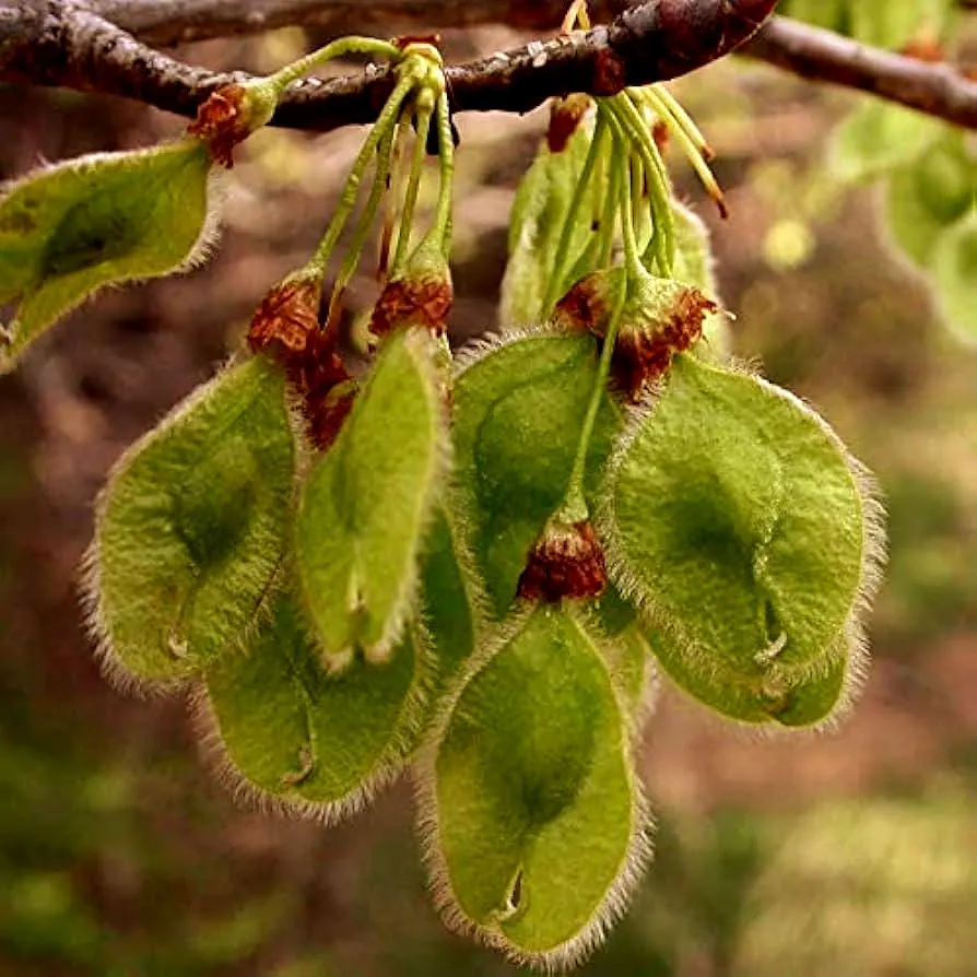 American Elm Tree Seeds (Ulmus americana) 30+Seeds