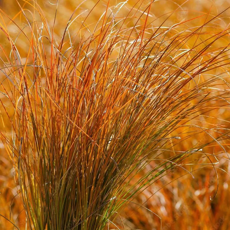 Carex Prairie Fire Ornamental Grass Seeds (Carex testacea) 25+Seeds