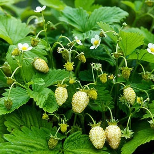 Wild Strawberry White Soul Seeds (Fragaria Vesca) 100+Seeds - image 5