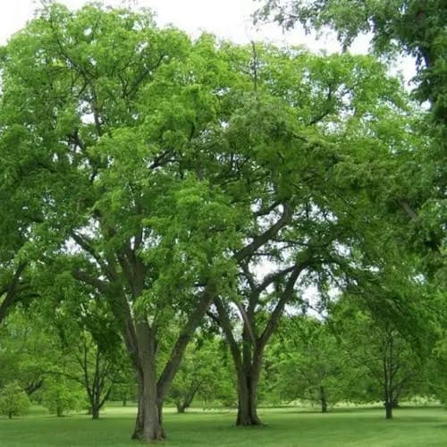 American Elm Tree Seeds (Ulmus americana) 30+Seeds - image 4