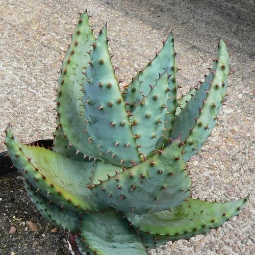 Mountain Aloe Succulent Seeds (Aloe marlothii ) 20+Seeds - image 3