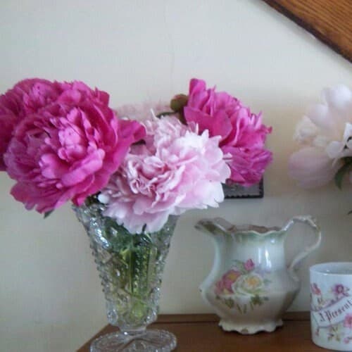 Peony Antique Shades Flower Seeds (Papaver Paeoniflorum) 100+Seeds - image 2